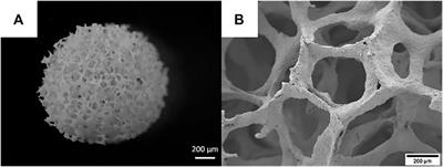 Manuka Honey and Zein Coatings Impart Bioactive Glass Bone Tissue Scaffolds Antibacterial Properties and Superior Mechanical Properties